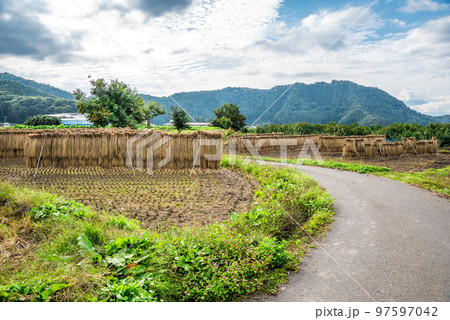 《長野県》秋の下高井郡山ノ内町　田んぼの稲架掛け 97597042