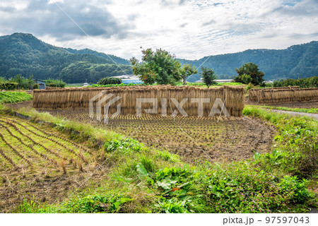 《長野県》秋の下高井郡山ノ内町　田んぼの稲架掛け 97597043