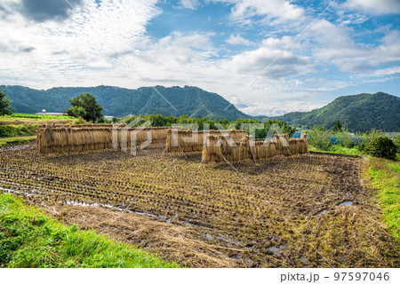 《長野県》秋の下高井郡山ノ内町　田んぼの稲架掛け 97597046