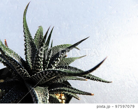 松の雪 松の雪 97597079