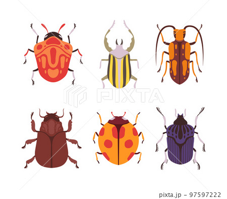 Beetles and Bugs as Winged Crawling and Creeping Insect Vector Set 97597222