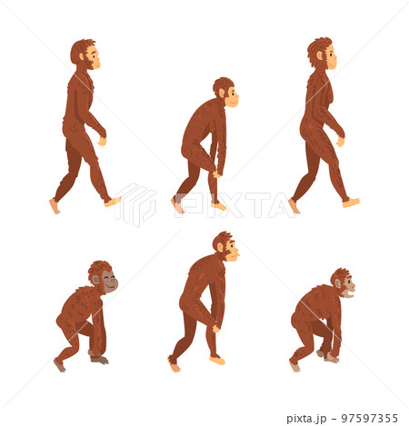 Monkey or Primate as Human Evolution Stage and Gradual Development Vector Set Monkey or Primate as Human Evolution Stage and Gradual Development Vector Set 97597355