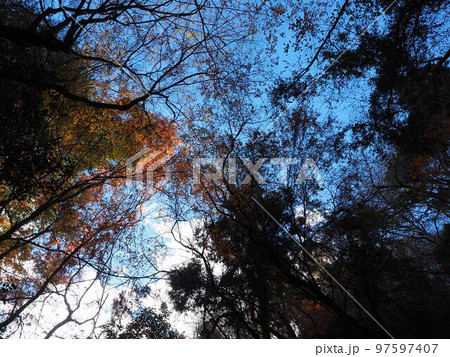 晴れた日の鮮やかな紅葉 晴れた日の鮮やかな紅葉 97597407