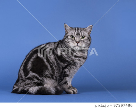 British Shorthair cat on blue solid background 97597496