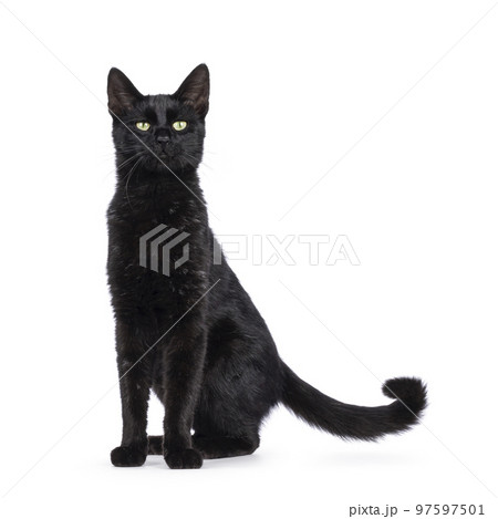 Black cat on white background Black cat on white background 97597501
