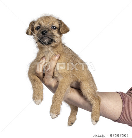 Beige stray puppy dog on white background Beige stray puppy dog on white background 97597502