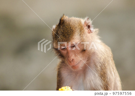 Crab-eating Macaque, looking for something interesting 97597556