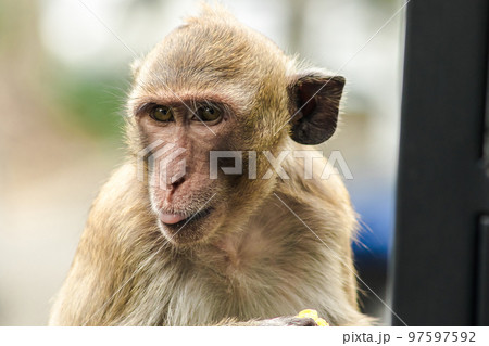 Crab-eating Macaque is eating the fruit in his hand 97597592