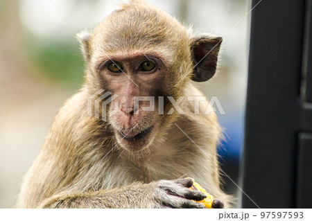 Crab-eating Macaque is eating the fruit in his hand 97597593
