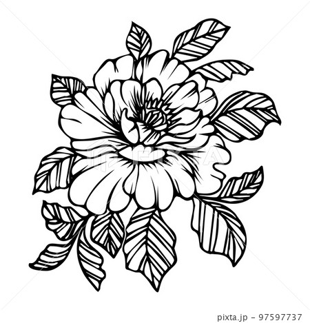 Hand-drawn peony flower, line art. Floral sketch, illustration, vector Hand-drawn peony flower, line art. Floral sketch, illustration, vector 97597737
