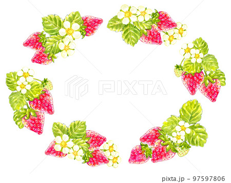 春の赤いイチゴの水彩画フレーム素材 春の赤いイチゴの水彩画フレーム素材 97597806