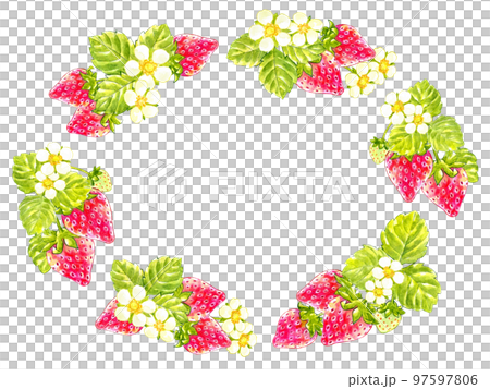 春の赤いイチゴの水彩画フレーム素材 春の赤いイチゴの水彩画フレーム素材 97597806