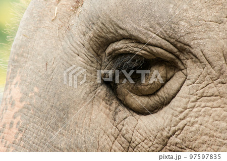 Elephants are animals that have small eyes compared to their size. Elephants are animals that have small eyes compared to their size. 97597835