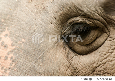 Elephants are animals that have small eyes compared to their size. 97597838
