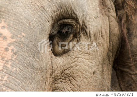 Elephants are animals with small eyes.Small eyes, female elephants compared to their size. 97597871