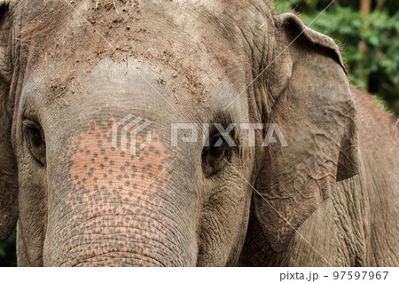 Elephants are animals with small eyes.Small eyes, female elephants compared to their size. Elephants are animals with small eyes.Small eyes, female elephants compared to their size. 97597967