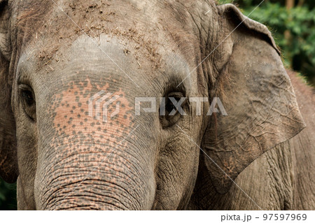 Elephants are animals with small eyes.Small eyes, female elephants compared to their size. 97597969