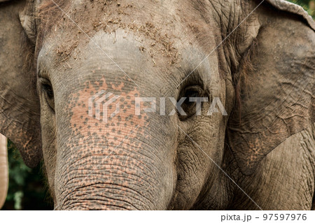 Elephants are animals with small eyes.Small eyes, female elephants compared to their size. Elephants are animals with small eyes.Small eyes, female elephants compared to their size. 97597976