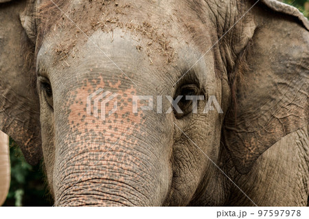 Elephants are animals with small eyes.Small eyes, female elephants compared to their size. Elephants are animals with small eyes.Small eyes, female elephants compared to their size. 97597978