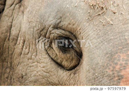 Elephants are animals with small eyes.Small eyes, female elephants compared to their size. 97597979