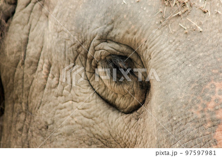 Elephants are animals with small eyes.Small eyes, female elephants compared to their size. 97597981