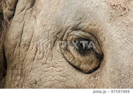 Elephants are animals with small eyes.Small eyes, female elephants compared to their size. 97597989