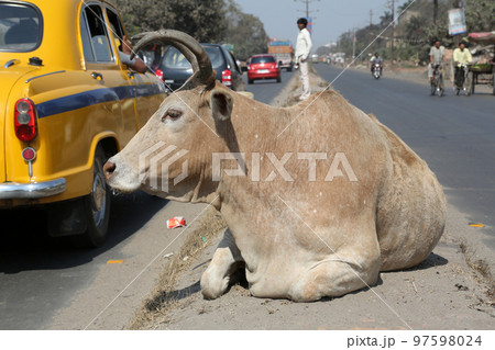 Cow resting between two lanes of a busy street in Kolkata, West Bengal, India 97598024