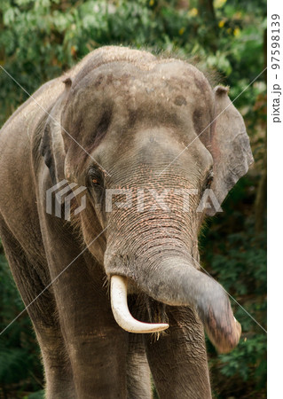Asian Elephant Males and females tease each other in a zoo 97598139