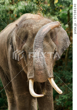 Asian Elephant Males and females tease each other in a zoo 97598140