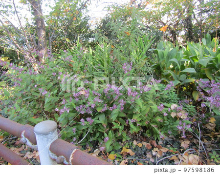 谷津干潟の紫の斑点入りの花はホトトギスの花 97598186
