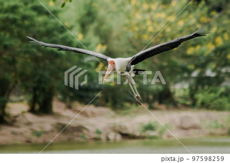 Painted Stork is flying over the pond. To feed on the herd in shallow waters along rivers or lakes 97598259
