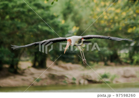 Painted Stork is flying over the pond. To feed on the herd in shallow waters along rivers or lakes 97598260
