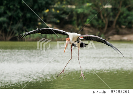 Painted Stork is flying over the pond. To feed on the herd in shallow waters along rivers or lakes 97598261