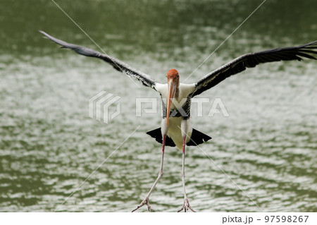 Painted Stork is flying over the pond. To feed on the herd in shallow waters along rivers or lakes 97598267