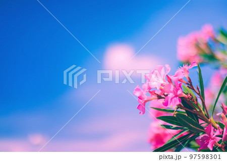 Bright pink oleander flowers with blue sky and pink clouds background 97598301
