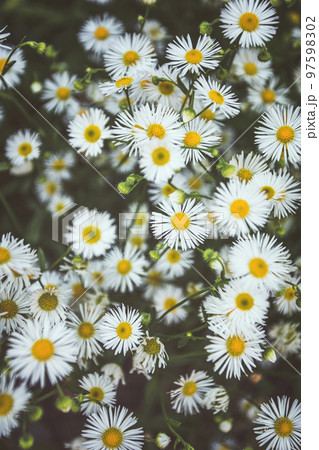 Beautiful blooming Summer meadow with chamomile flowers 97598302