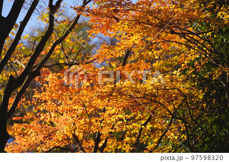 ケヤキの紅葉 ケヤキの紅葉 97598320