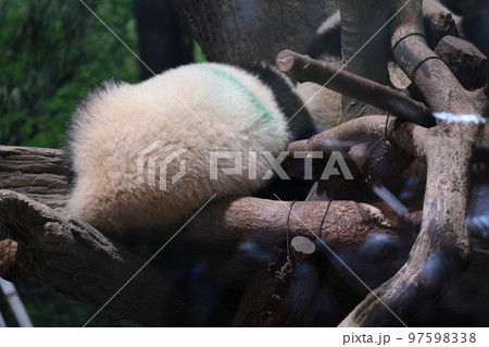 パンダのお尻 97598338