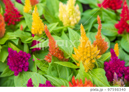 セロシア カシミヤデコレーション セロシア カシミヤデコレーション 97598340