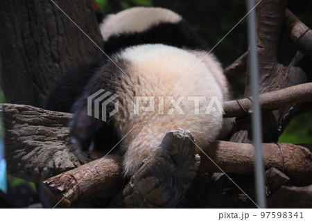 パンダのお尻 97598341