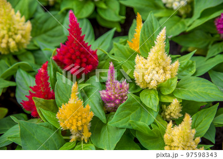 セロシア　カシミヤデコレーション 97598343