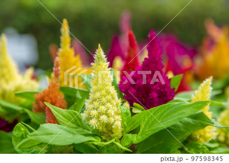 セロシア　カシミヤデコレーション 97598345