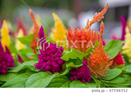 セロシア カシミヤデコレーション セロシア カシミヤデコレーション 97598352