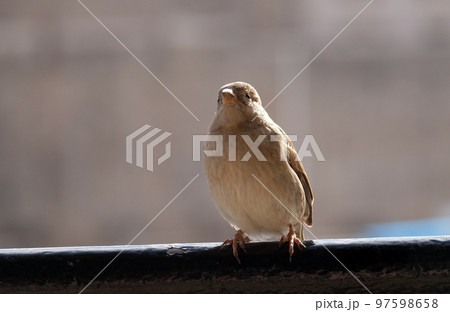Sparrow Sparrow 97598658