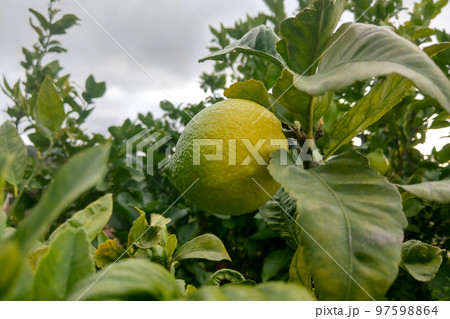 A young green lemon grows on a branch. Fresh fruits. Citrus lemon gardens. Lemon Tree. 97598864