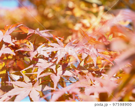 紅葉 97598900