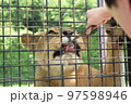 那須サファリパークのワイルドライド乗車中のライオンへの餌やり 97598946