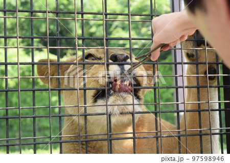 那須サファリパークのワイルドライド乗車中のライオンへの餌やり 97598946
