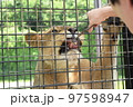 那須サファリパークのワイルドライド乗車中のライオンへの餌やり 97598947
