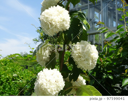 セイヨウテマリカンボク セイヨウテマリカンボク 97599041